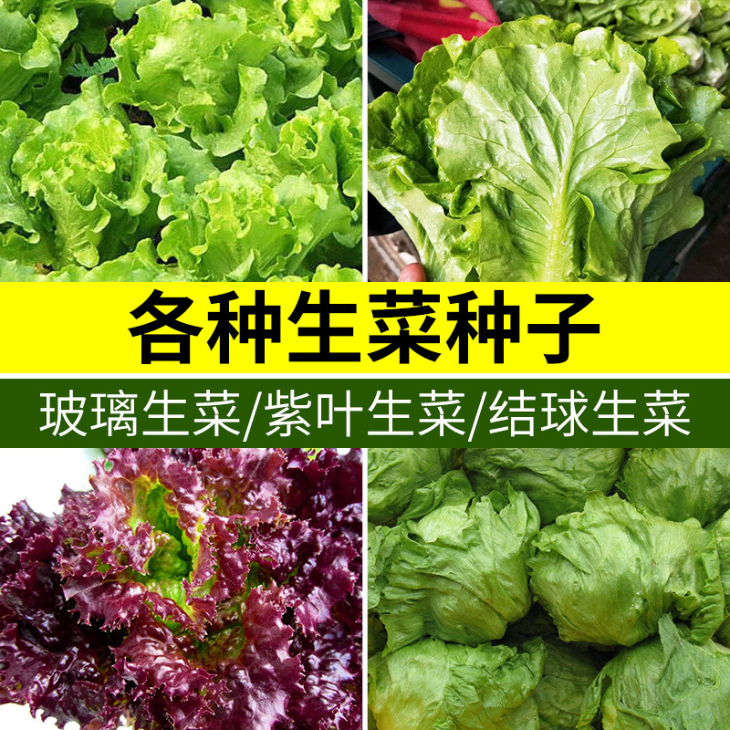 奥纳斯园艺用品种子奶油紫叶结球生菜速生红枫种籽家庭阳台四季青菜蔬菜套装 价格图片品牌报价 苏宁易购艾维嘉居家日用专营店