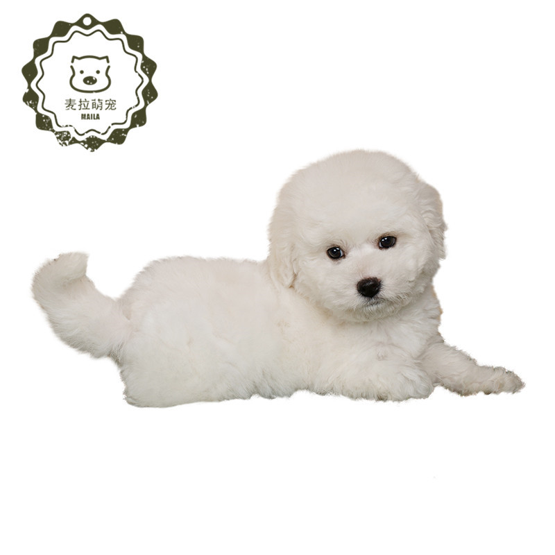 豆乐奇 Douleqi 狗狗 定金 纯种比熊犬卷毛小型比熊犬比熊狗狗迷你博美茶杯犬飞耳幼犬狗 价格图片品牌报价 苏宁易购麦拉萌宠专营店