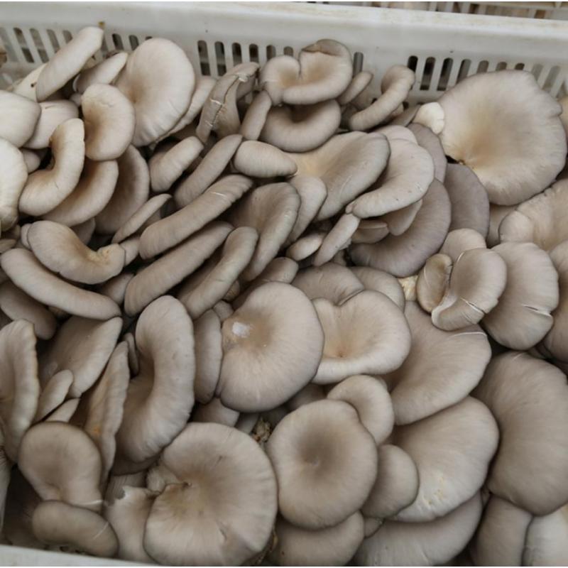 鑫牧盟平菇/斤
