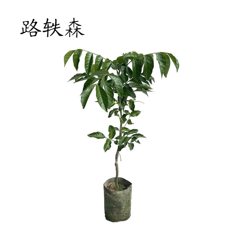 路轶森 黄皮树 120-150cm 根高清大图