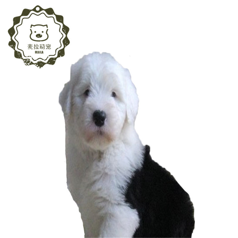 豆乐奇 Douleqi 狗狗豆乐奇纯种英国古代牧羊犬古牧幼犬白头活体宠物狗狗长毛狗 价格图片品牌报价 苏宁易购麦拉萌宠专营店