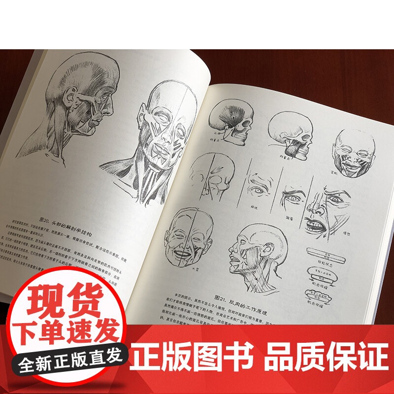 路米斯经典美术课 头手素描/西方经典美术技法译丛 安德鲁·路米斯 头与手的素描 素描从入门到精通书籍 上海人民美术出版社高清大图