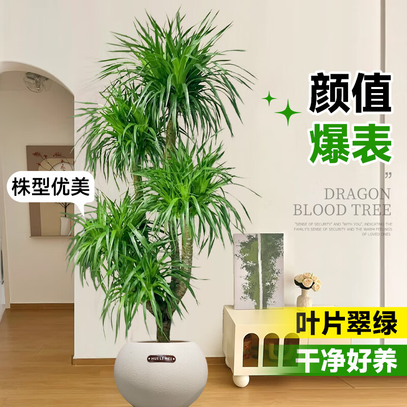 优橙 龙血树室内客厅盆栽花卉植物办公室盆景高清大图