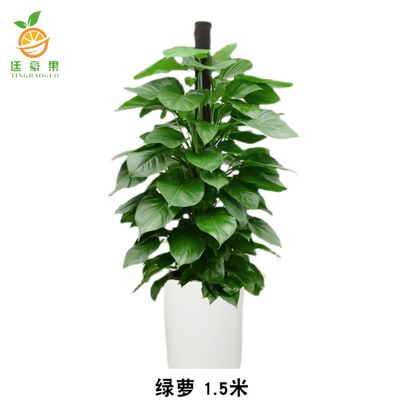 廷豪果 白瓷盆绿萝柱 180cm高清大图