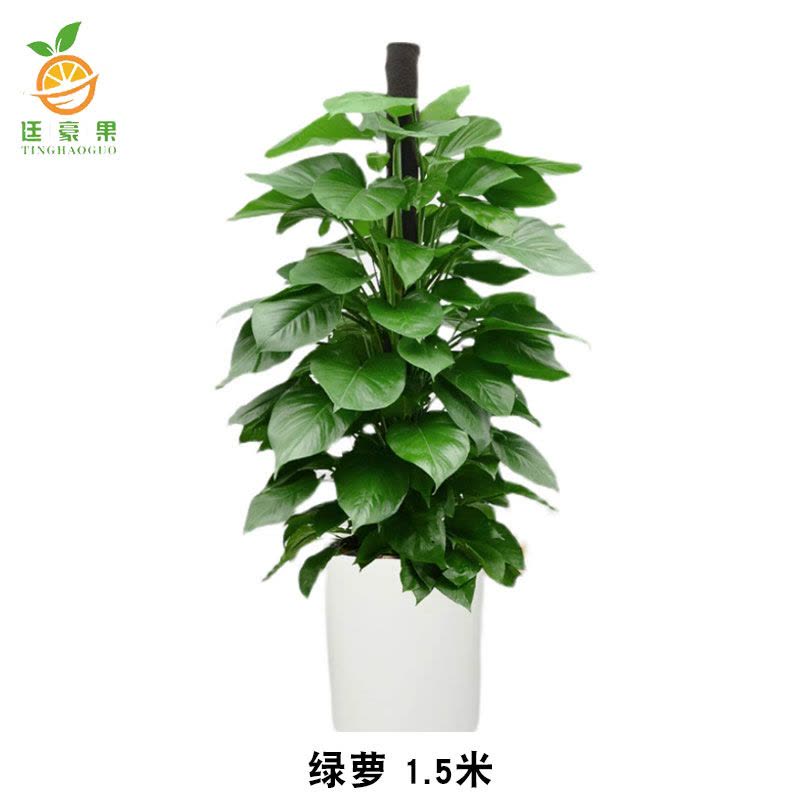 廷豪果 白瓷盆绿萝柱 180cm图片