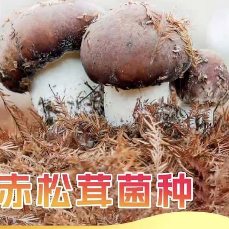 赤松茸菌种包 菌种≥1355g/包高清大图