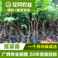莲雾果苗莲雾嫁接树苗黑金刚大叶红带泥货盆栽地载庭院种植