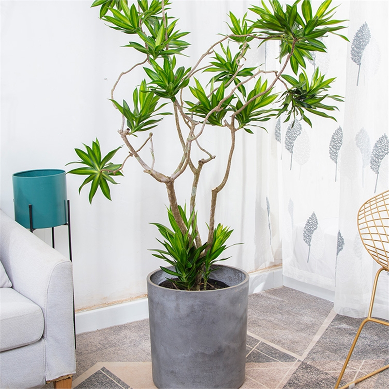 花知趣金心百合竹大盆栽室内好养植物金边老桩龙血树客厅网红绿植