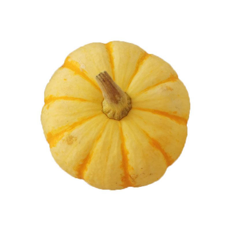 赛卡伊金桔瓜迷你贝贝小金瓜辅食万圣节雕刻摆设用品太阳瓜