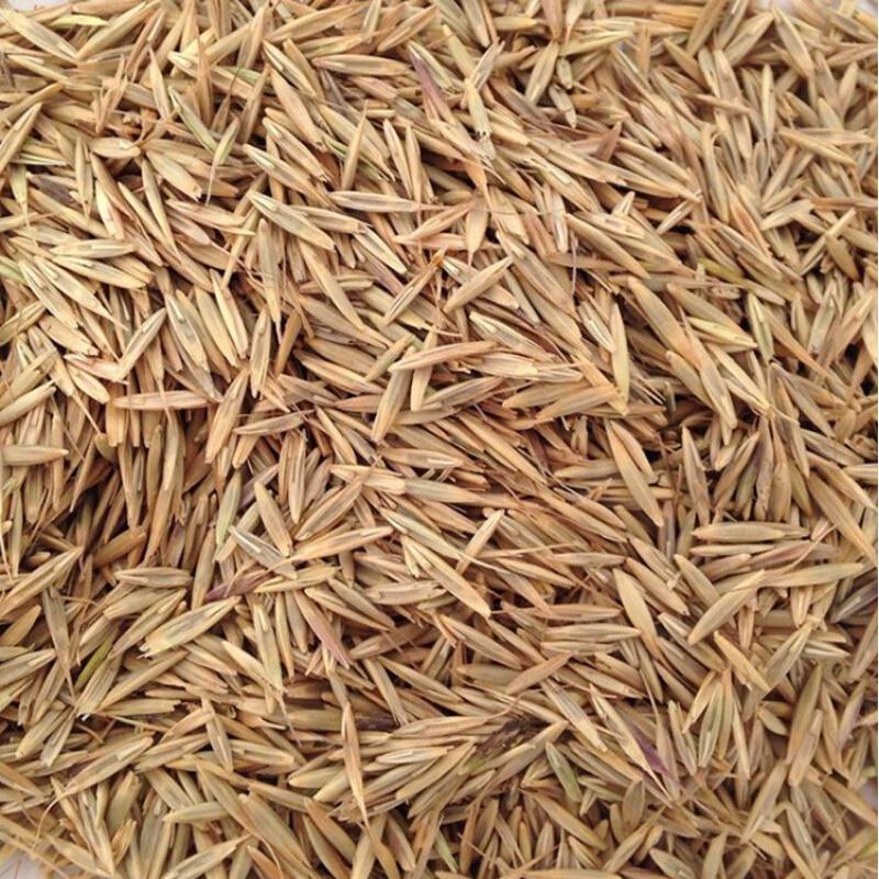 北园湖披碱草种子草籽碱茅草盐碱地草坪种子抗风沙固土耐旱耐寒多年