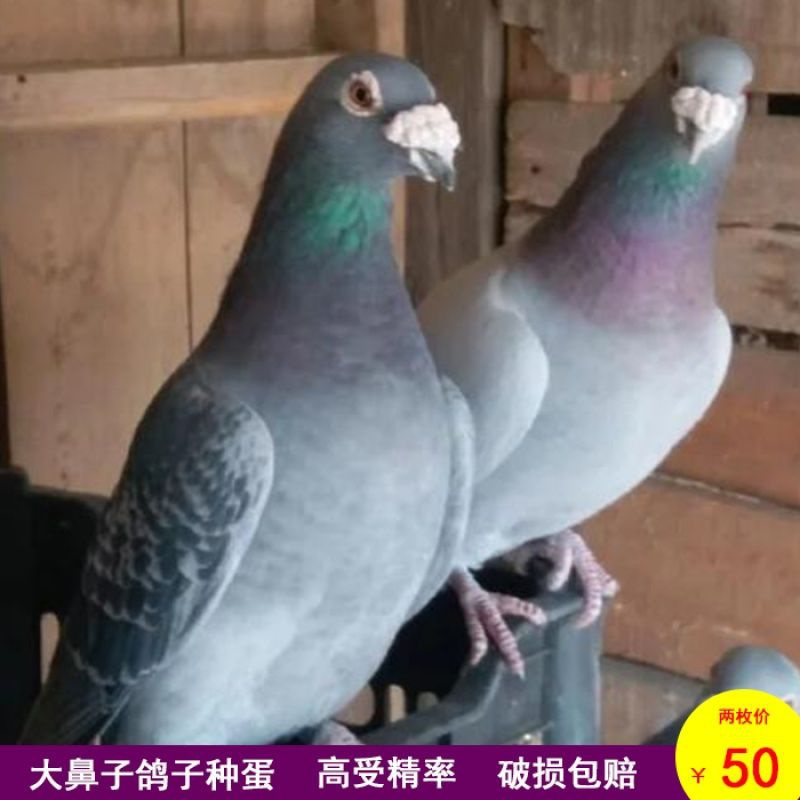 受精鸽子蛋灰色大鼻子信鸽受精蛋鸽子种蛋可孵化观赏信鸽种蛋一对 受精鸽子蛋灰色大鼻子信鸽受精蛋鸽子种蛋可孵化观赏信鸽种蛋一