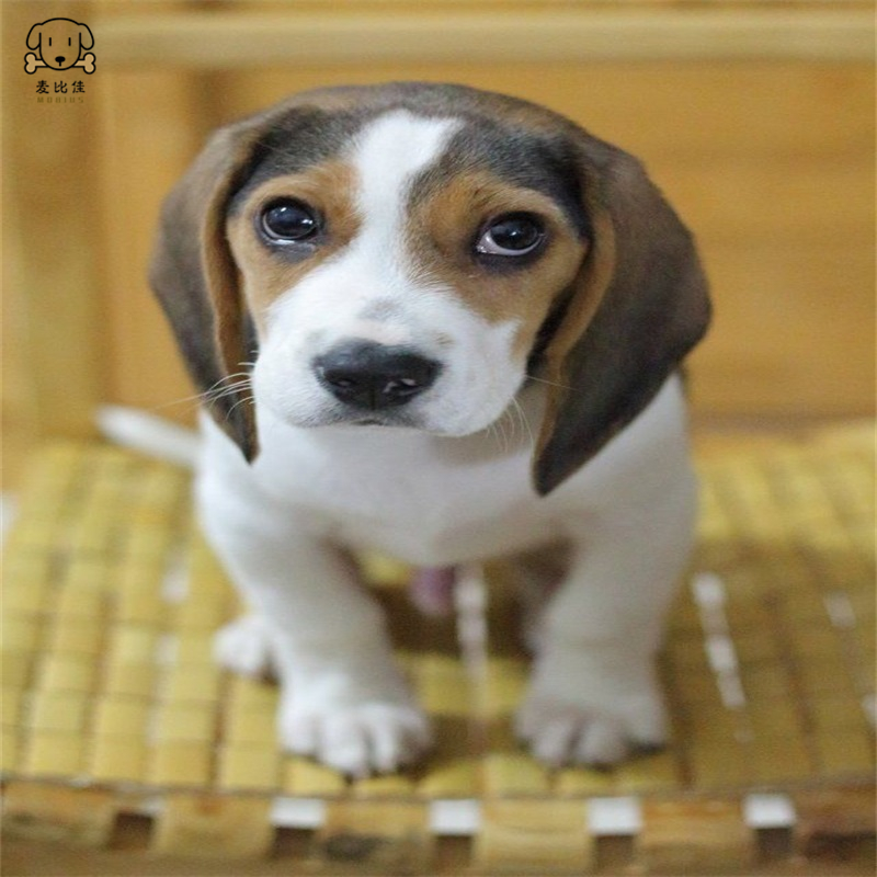 麦比佳宠物比格狗狗活体花色比格犬幼犬纯种血统级比格短毛米格鲁猎兔犬比格猎狗 高智商家养中小型犬 视频挑选高清大图