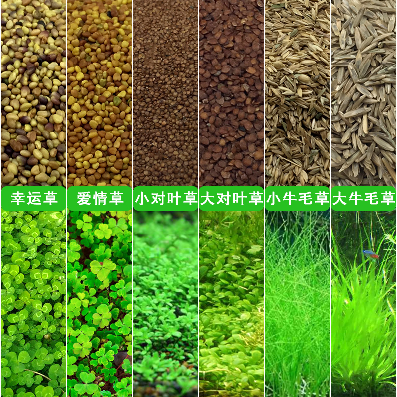 鱼缸水种子淡水懒人水族箱造景缸皮前景种子植物高清大图