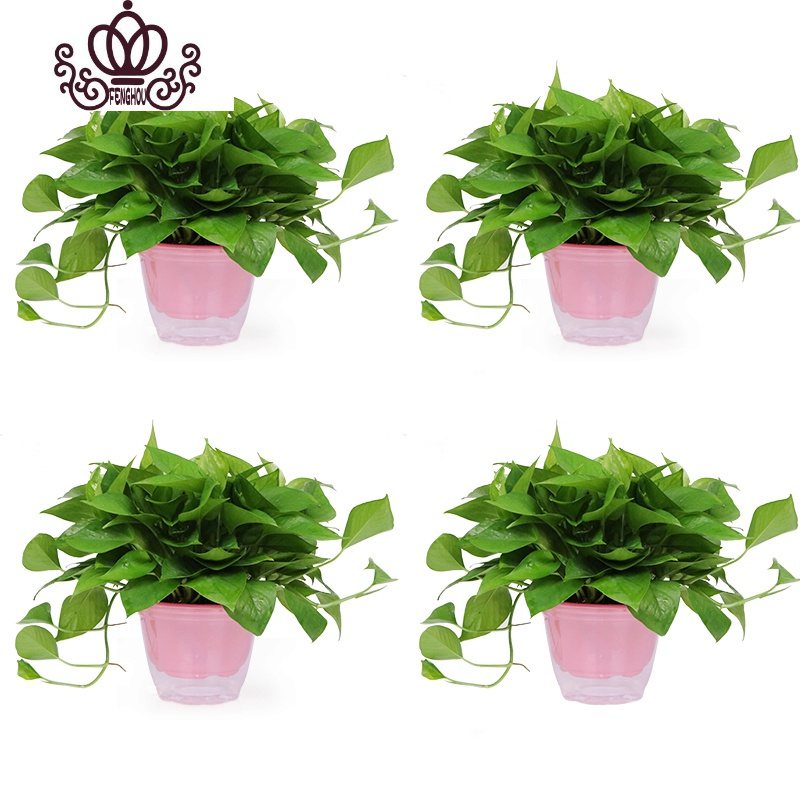 封后蜡牡丹肉肉植物清棚多肉花小老桩超大株巨大特大一物一拍盆栽老庄蜡牡丹特大群裸根不带土图片 高清实拍大图 苏宁易购