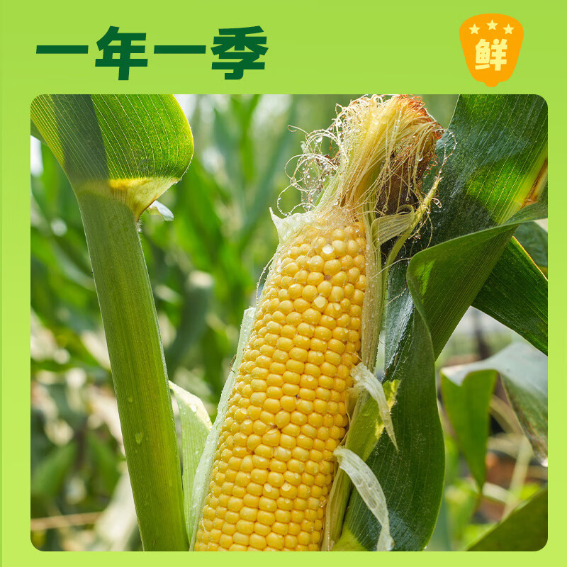 十月稻田玉米鲜食黄糯玉米东北黏甜玉米2.2kg
