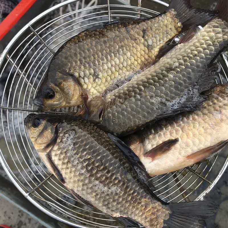 赛卡伊微山湖小鲫鱼新鲜活鱼现杀淡水鲫鱼月子炖汤两斤装鲫鱼一斤10条