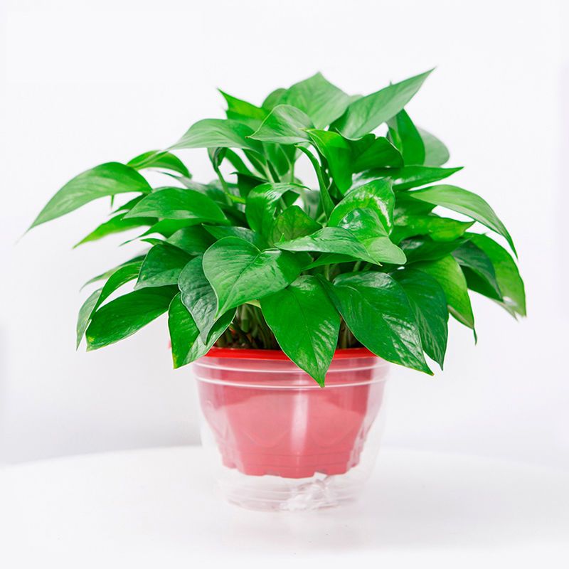 [望春花][55株原盆储水精品绿萝4盆装]绿萝盆栽植物花卉办公室净化