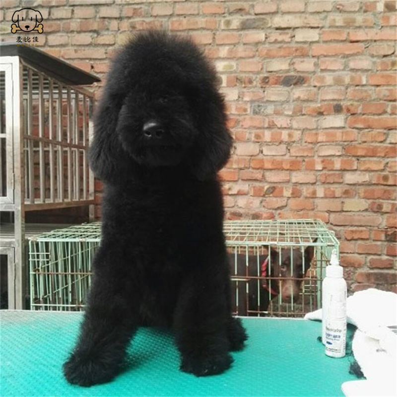 巨型贵宾犬幼犬狗狗活体 巨贵幼犬 纯种血统巨大型泰迪贵宾宠物狗 卷毛贵宾大型泰迪狗 健康保障视频挑选高清大图