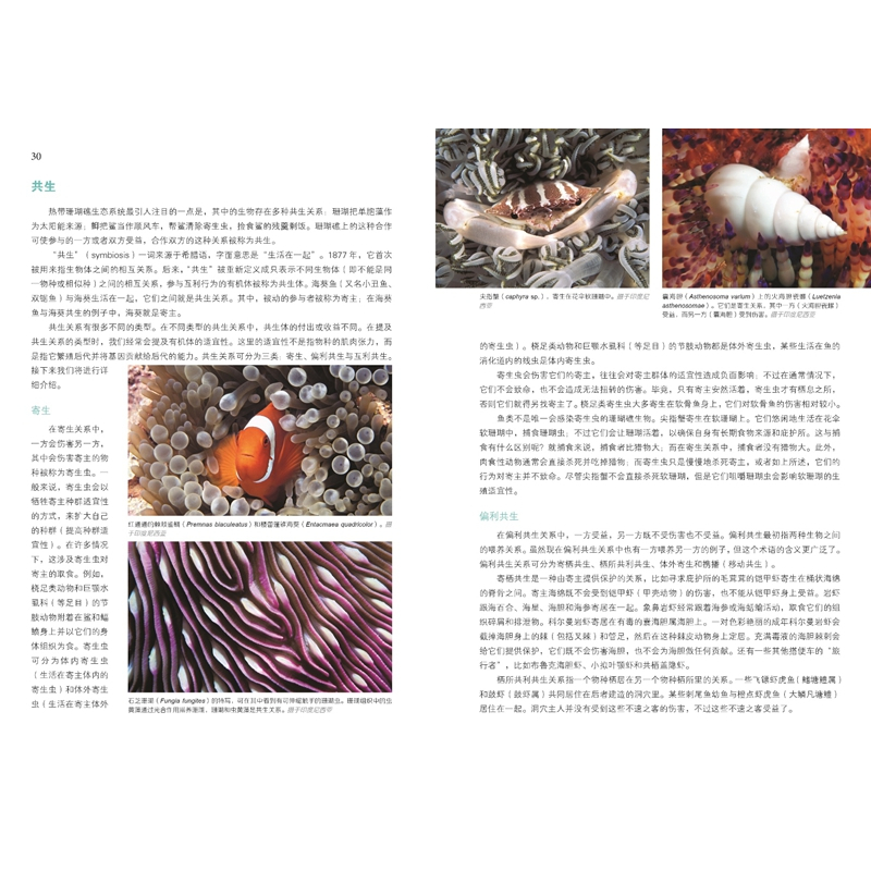 潜水识鱼:热带海洋生物发现之旅
