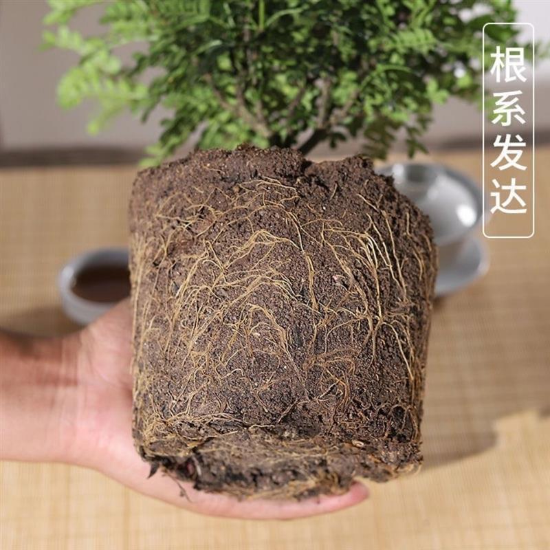 裸盆原土 8年大苗[1盆]送肥料|正宗清香胡椒木盆栽防驱蚊草植物好养室内花卉绿植九里香树苗盆景