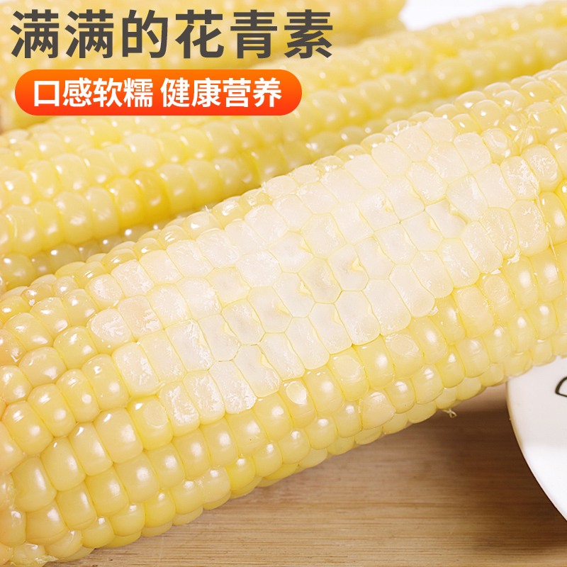 [西沛生鲜]新鲜白糯玉米 10根 单根260-350g 黏玉米甜糯玉米袋装粘玉米黄糯玉米现摘高清大图