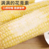 [西沛生鲜]新鲜白糯玉米 10根 单根260-350g 黏玉米甜糯玉米袋装粘玉米黄糯玉米现摘
