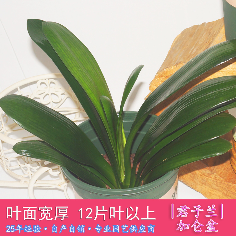 君子兰绿植花卉盆栽室内净化空气兰花水培植物开花君子兰盆栽耐干易养不易死