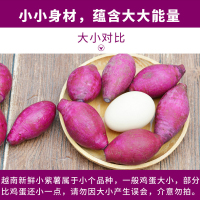 果农富【2件免邮】越南甜心小紫薯 1.5斤 约8-11个 地瓜番薯新鲜蔬菜珍珠紫薯宝宝辅食