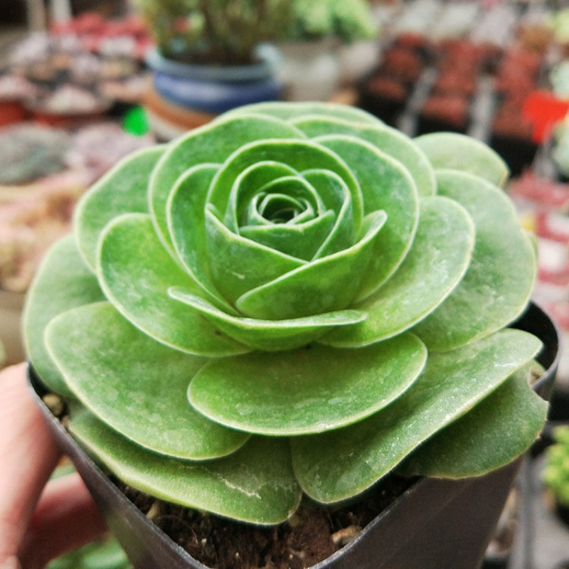 山地玫瑰20头左右多头山地玫瑰多肉植物粉多肉肉花卉绿植盆栽盖瑞米尔