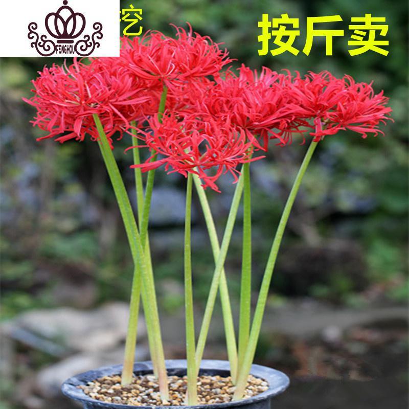封后彼岸花石蒜红花花室内花卉盆景忽地笑曼珠沙华观花观叶盆栽绿植大颗3斤不含盆图片 高清实拍大图 苏宁易购