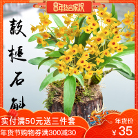 铁皮石斛枫斗苗非霍山米糊苗带木桩边种边吃可制花茶