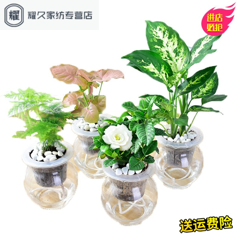 绿萝财树栀子花水培植物花卉文竹富贵竹绿植办公室内绿植盆(请先与客服确认再下单)