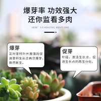 坤宁王优芽素多肉专用促侧芽花卉植物营养液促芽催芽矮胖素爆芽素