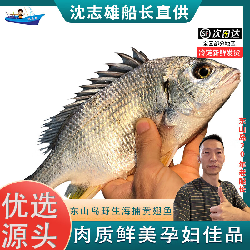 沈志雄船长 东山岛海鲜海钓黄翅鱼黄鳍鲷黄脚立 黄立鱼2-4条/1000g 火锅海鲜礼包