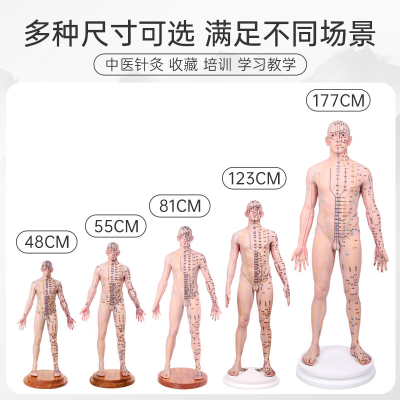 人体模型