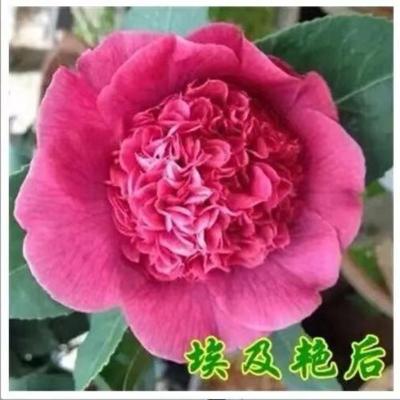 茶花盆栽绿植室内外花卉易养活四季开花五色赤丹树苗耐寒浓香妃型 埃及艳后 2年苗一颗试种[不包活 无]