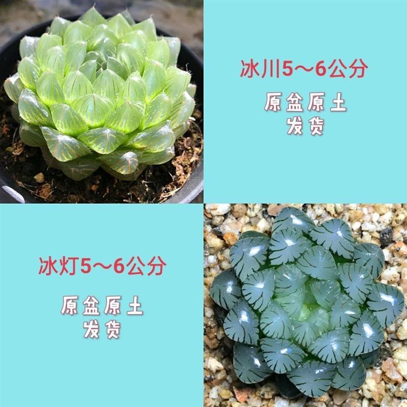 玉露多肉植物组合十二卷花卉盆栽黄金玉露冰灯冰川 室内盆栽属鸡