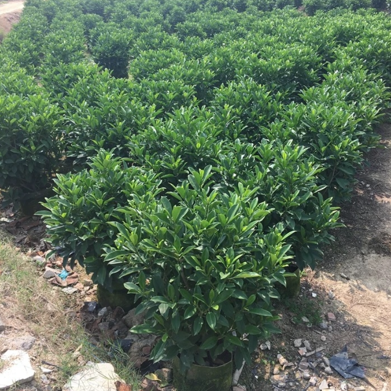 诚智旺 非洲茉莉 70-80cm/棵高清大图