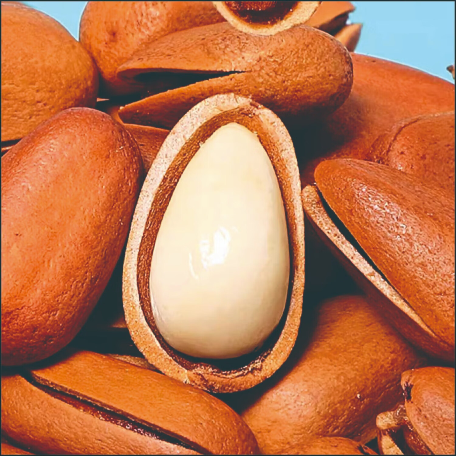 新全新松子500g/袋高清大图