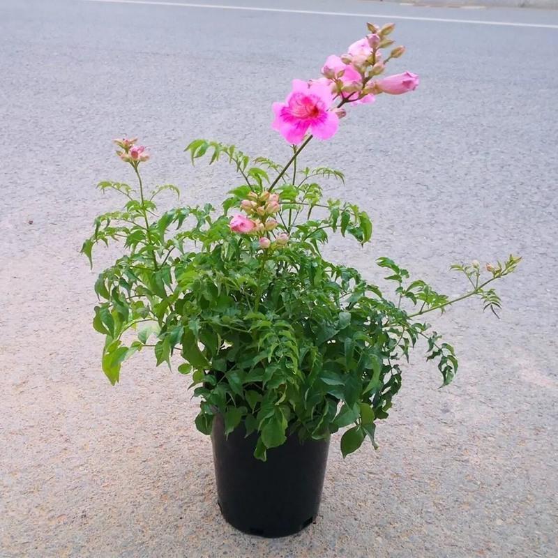 凌霄花苗盆栽爬藤植物攀爬树桩俄罗斯炮仗庭院阳台四季开花卉浓香