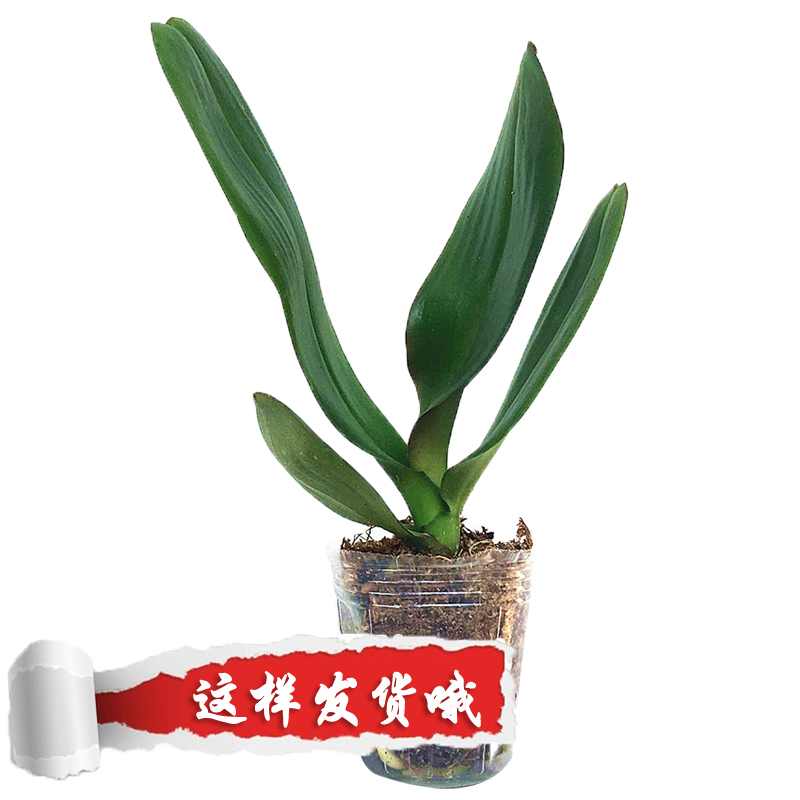 蝴蝶兰盆栽带花观花植物室内绿植花卉盆花苗四季开花带花苞小盆景