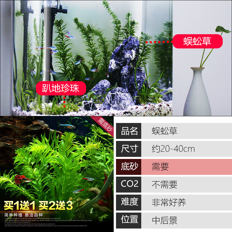 大九叶皇冠草真水草鱼缸装饰懒人水草淡水有茎类中后景性草