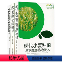 【正版】现代小麦种植与病虫害防治技术现代玉米水稻高产优质栽培技术农业种植致富养麦产技