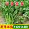 四季香菜大叶小叶芫荽阳台种菜耐寒耐热夏季蔬菜盆栽种籽孑大