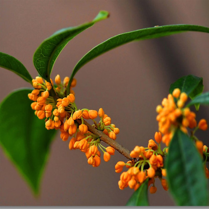 桂花树苗盆栽桂花苗盆栽日香桂苗金桂苗丹桂苗四季桂苗多品种浓香型桂花树苗状元红桂花3年苗以上成活率参数配置 规格 性能 功能 苏宁易购