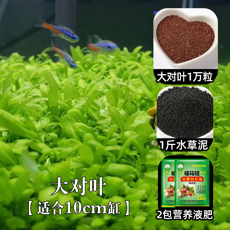 【补贴10%】鱼缸水草种子生态造景套餐植物种籽孑水培阴性真草盆栽装饰牛毛 适合10cm缸大对叶1万粒+1斤水草泥+2包液肥 均码
