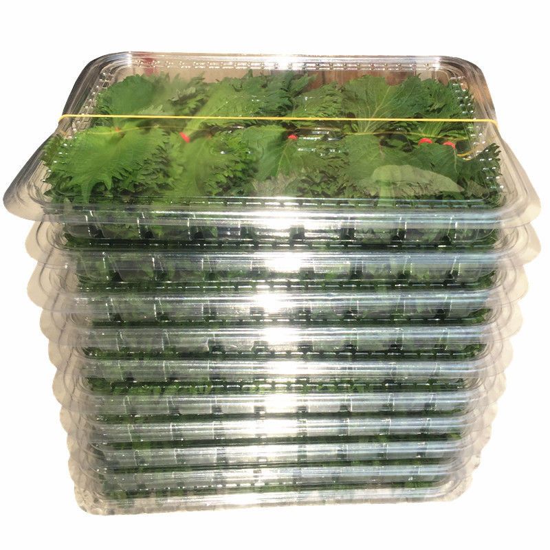 新鲜大片紫苏叶80片日本大叶苏子叶寿司料理刺身生鱼片摆盘装饰