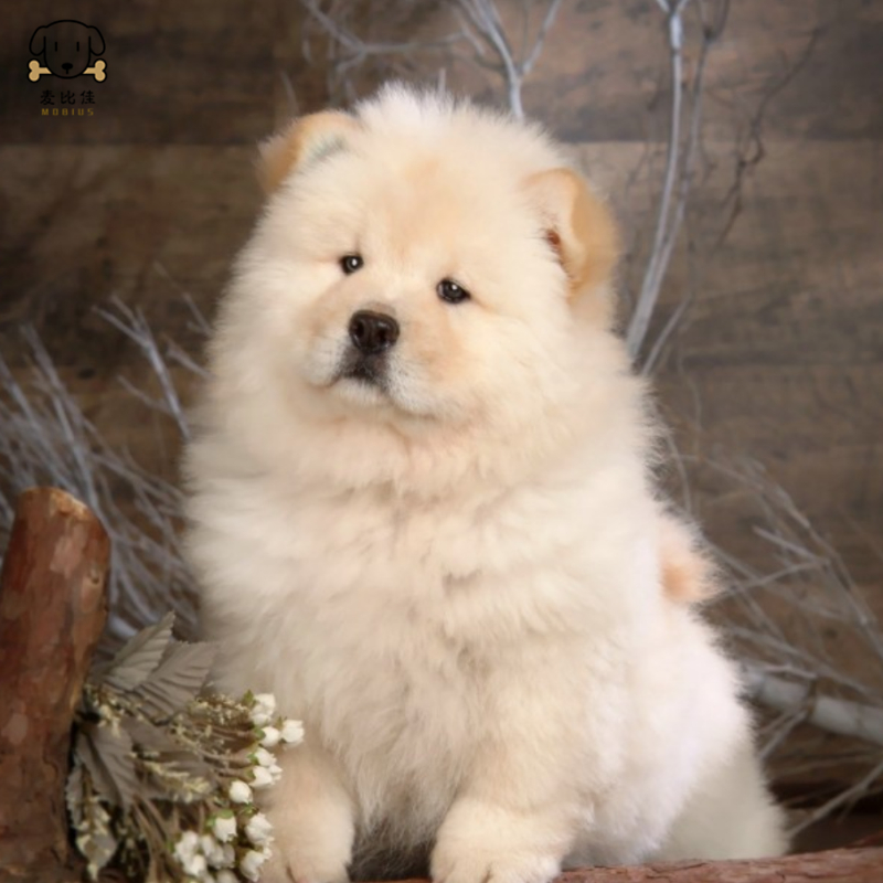 麦比佳宠物狗狗活体 松狮犬幼犬活体 纯种双血统肉嘴面包蓝舌头松狮狗 大骨架宠物狗长毛短毛狮子狗熊狮犬 视频挑选高清大图