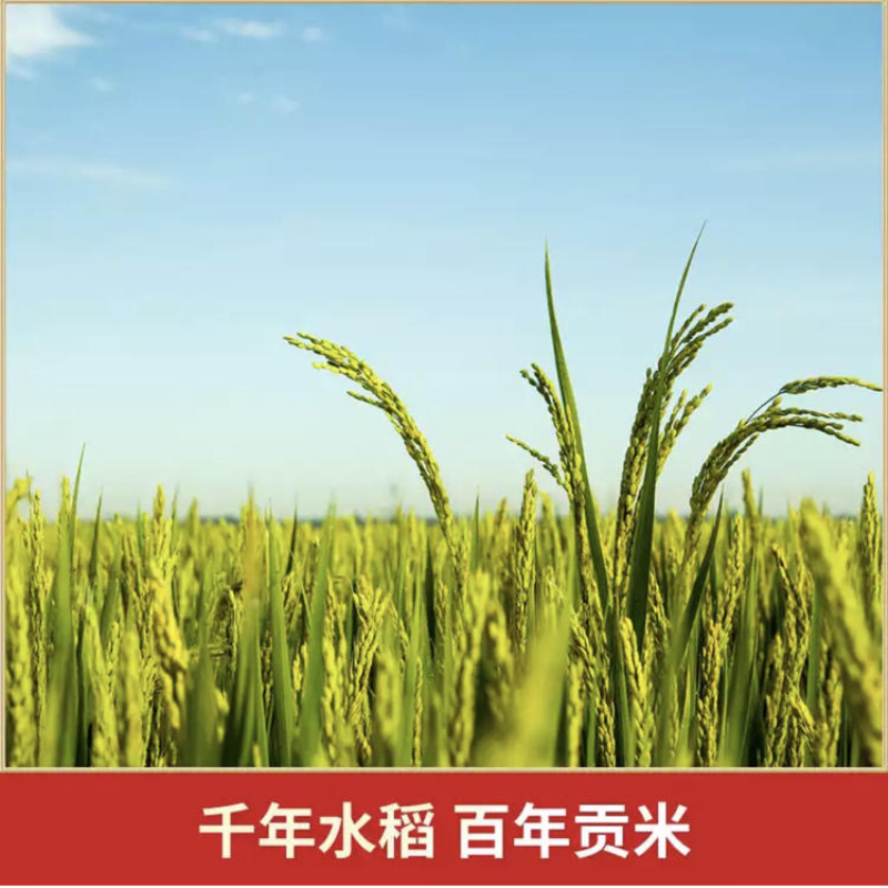 盛优严选 五常大米(原粮稻花香二号)5KG
