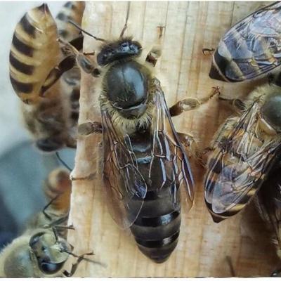 中蜂蜂王种高产黑王阿坝优质开产新王产卵活体处女王随机发一只处女王